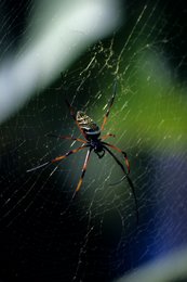 Arachnide;-Araignée;-Archipel-des-Comores;-Faune;-France;-Kaleidos;-Kaleidos-images;-La-parole-à-limage;-Laurent-Abad;-Macro;-Mayotte;-Néphile;-Océan-Indien;-Stories-Pictures;-Toile